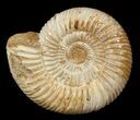 Perisphinctes Ammonite - Jurassic #46886-1